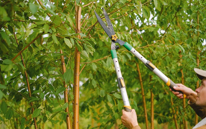 Tree trimming in Selma, OR